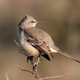 A northern mockingbird